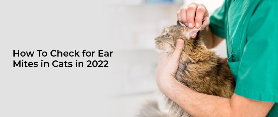 How To Check for Ear Mites in Cats in 2022